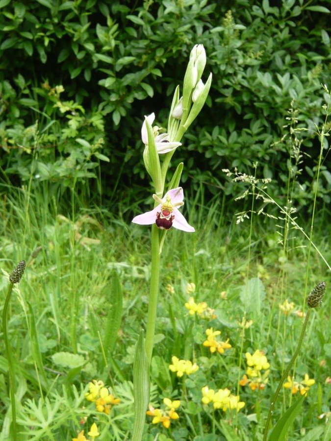 Bee orchid